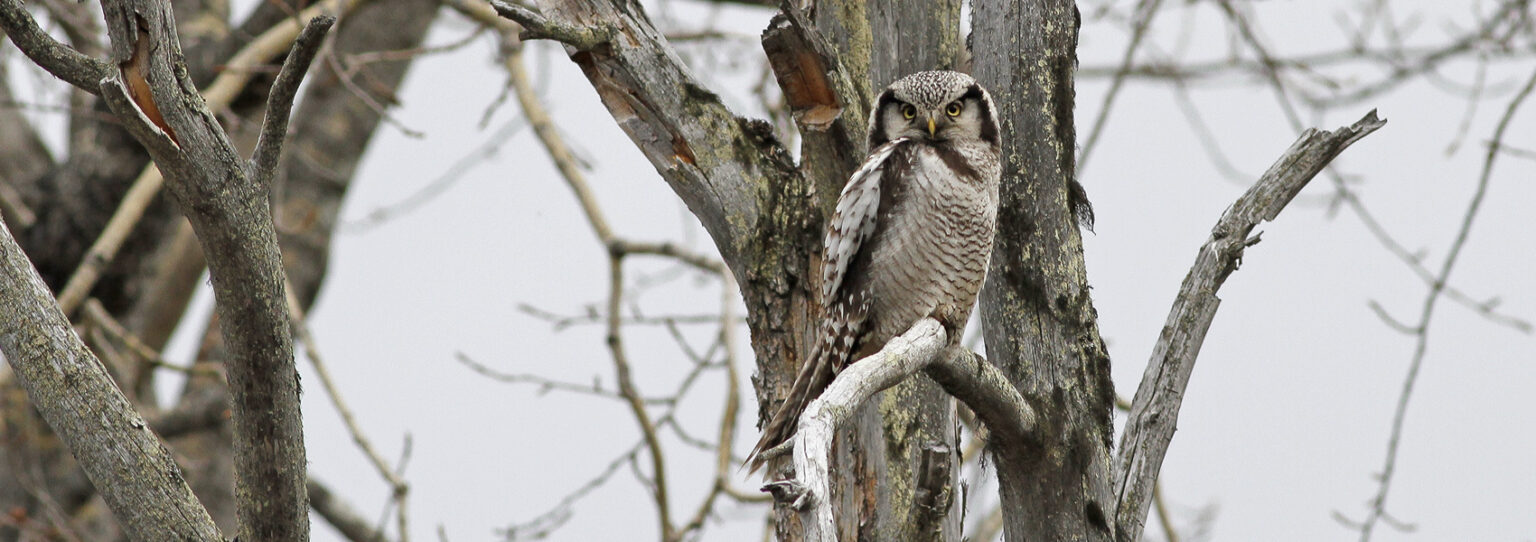 finland-northern-owls-taiga-specialities-for-birders